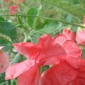 Lathyrus odoratus 'Villa Roma' fleur